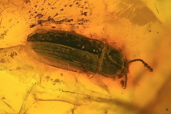 Detailed Fossil Beetle (Coleoptera) In Baltic Amber #81733
